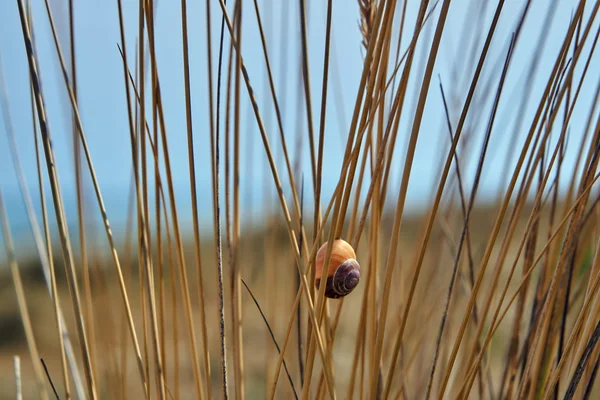 달팽이의 껍질과 줄기 유럽 marram 잔디 — 스톡 사진