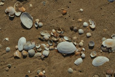 Kabukları üzerinde kumlu beac