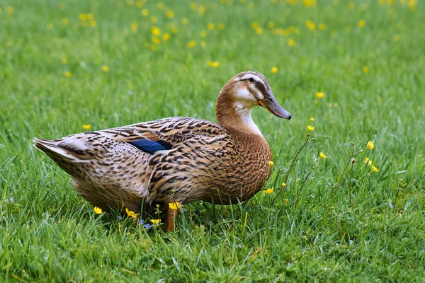 A mallard duck walking in the rain — Stock Photo, Image