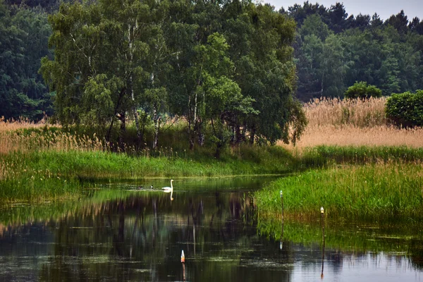 Paisaje del pueblo con un cisne flotando en el estanque — Foto de Stock