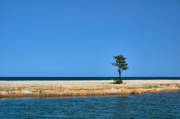 Albero solitario sul fiume Usti — Foto Stock