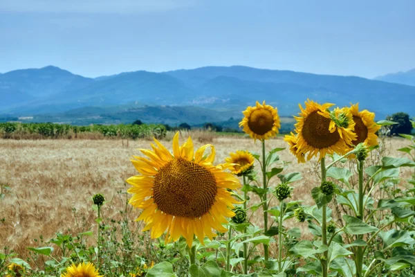 Blühende Sonnenblumen auf der thessalischen Ebene — Stockfoto