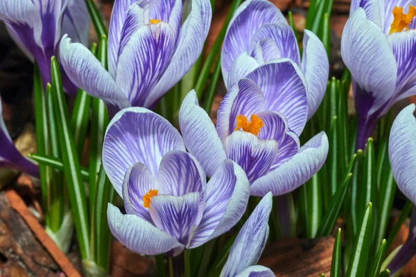 White spring crocus flowers — Stock Photo, Image