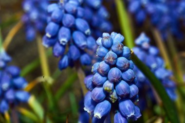 Muscari çiçek bahar
