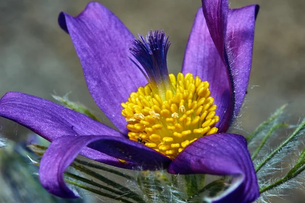 Pulsatilla bloem in het voorjaar — Stockfoto