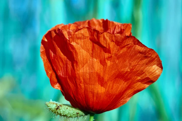 Red poppies growing in crops — Stock Photo, Image