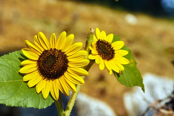 Flor amarilla en jardín — Foto de Stock