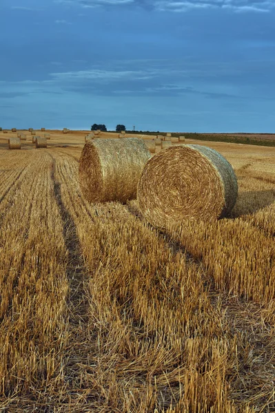 Stubble dopo il raccolto — Foto Stock