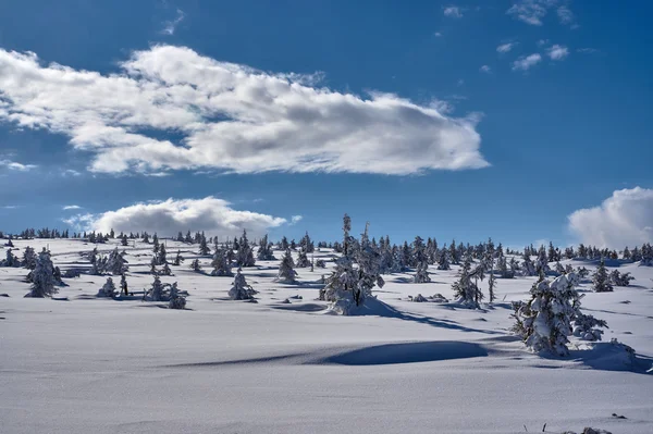 Vinterlandskap på en mulen dag — Stockfoto