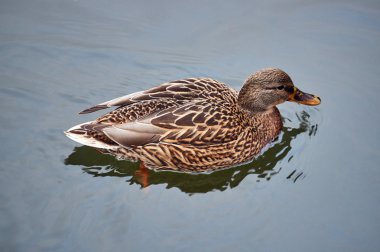 bir erkek yeşilbaş ördek