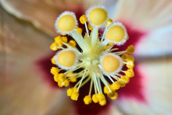 Sarı Hibiscus çiçek çiçeklenme — Stok fotoğraf