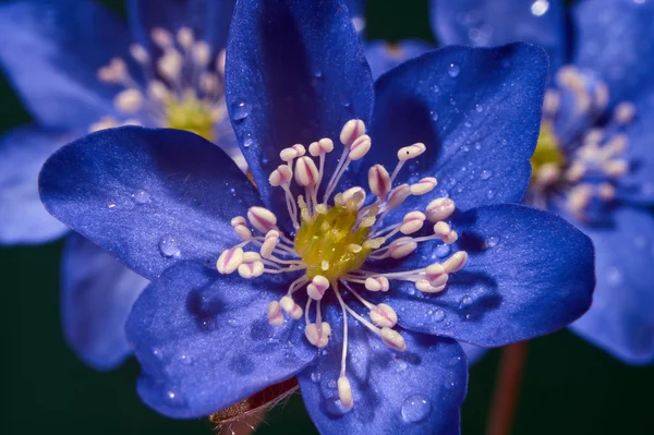 Héliotin des fleurs de printemps — Photo