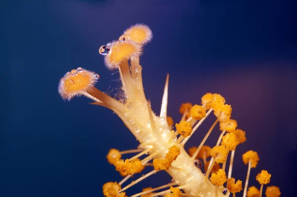 Blooming yellow Hibiscus flower — Stock Photo, Image