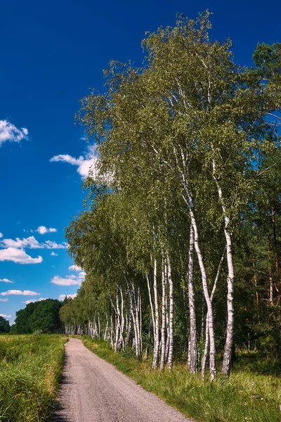 Paisagem de aldeia com uma estrada rural e vidoeiros brancos — Fotografia de Stock