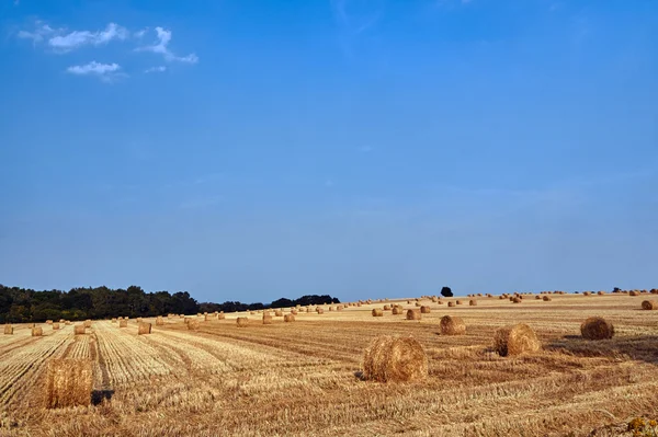 Paisaje rural con grandes fardos redondos después de la cosecha —  Fotos de Stock