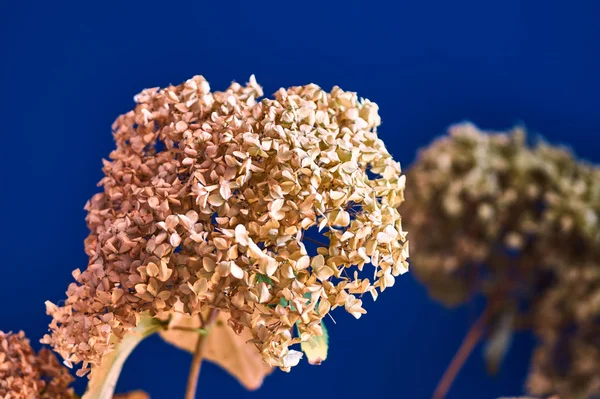 Flores de hortênsia coloridas — Fotografia de Stock