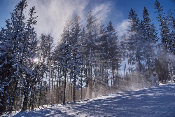 The sun's rays in a snowy forest — Stock Photo, Image