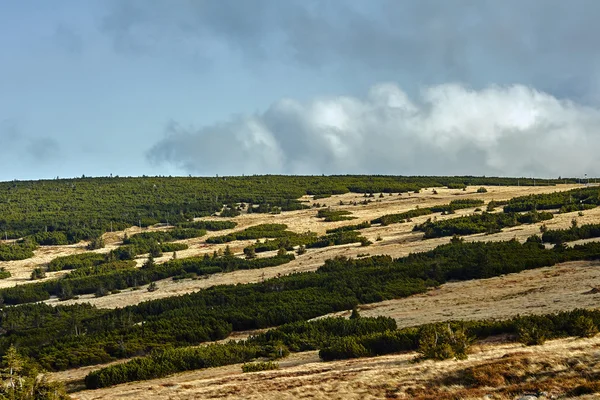 Wiese und Latschenkiefer — Stockfoto