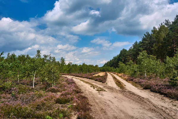 Sandy silnice a zúčtování Heather v lese — Stock fotografie