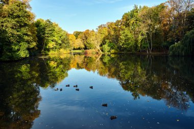 Polonya 'da sonbaharda parktaki gölde yüzen ördekler
