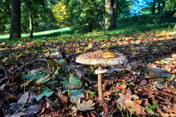 Bos Nest Met Parasol Paddestoel Tijdens Herfst Polen — Stockfoto