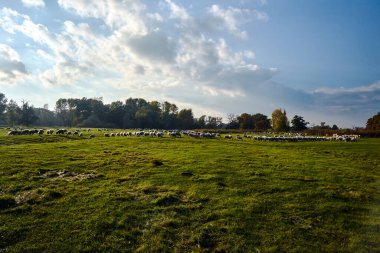 Polonya 'da Warta Nehri' nin durgun sularında otlayan bir koyun sürüsü.