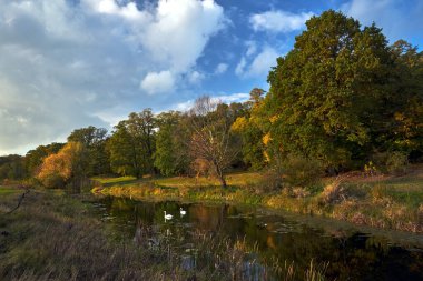 Gölette yüzen kuğular ve Polonya 'da sonbaharda kuru bir ağaç manzarası.