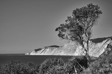 Yunanistan 'ın Kefalonia adasında engebeli bir deniz kıyısındaki yalnız ağaç, tek renk.