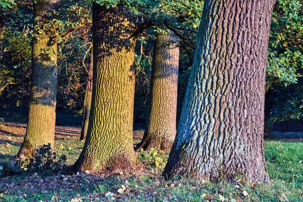 Corteza Tronco Robles Durante Otoño Polonia — Foto de Stock