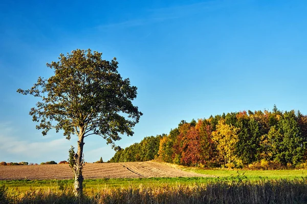 落葉樹が生い茂る秋の風景とポーランドの農地 — ストック写真