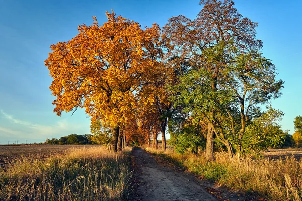 Krajobraz Wiejski Utwardzoną Drogą Drzewami Liściastymi Jesienią Polsce — Zdjęcie stockowe