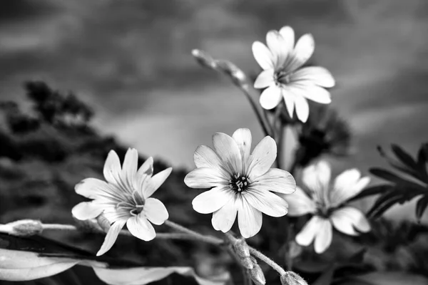 Tiny White Flowers Jasmine Bush Garden Spring Monochrome — Stock Photo, Image