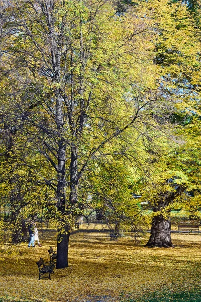 Πολύχρωμα Φύλλα Στα Δέντρα Και Στο Έδαφος Ένα Πάρκο Κατά — Φωτογραφία Αρχείου