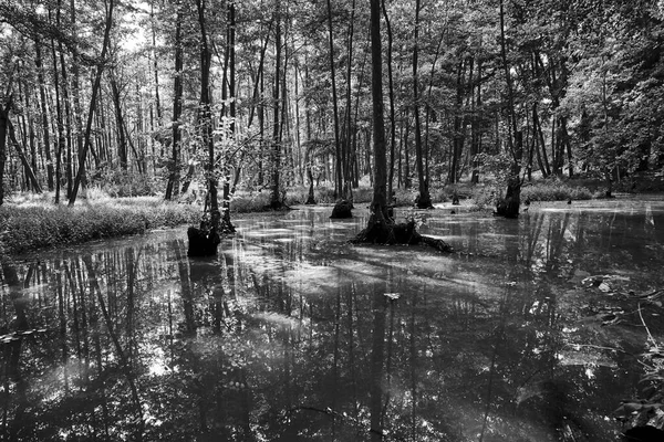 Polonya 'nın bataklık bölgesinde tek renkli ağaçlar yetişiyor.