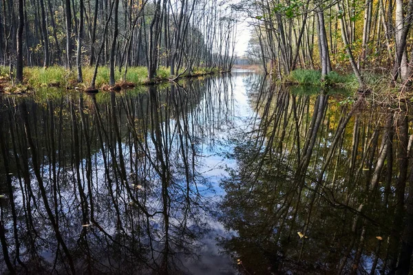 Reflection Trees Calm Water Canal Autumn Poland — Stock Photo, Image