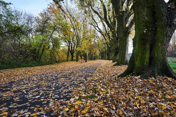 Stromy Listnatá Ulička Parku Podzim Polsku — Stock fotografie