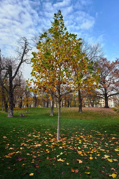 Fiatal Lombhullató Juharfa Egy Parkban Ősszel Lengyelországban — Stock Fotó