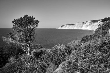 Yunanistan 'daki Kefalonia adasının engebeli deniz kıyısındaki ağaç, tek renkli.