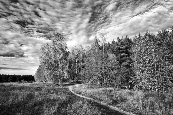 Sentiero Nel Prato Betulla Durante Autunno Polonia Monocromatico — Foto Stock