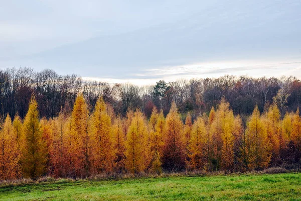 Łąka Las Wieczorem Jesienią Polsce — Zdjęcie stockowe