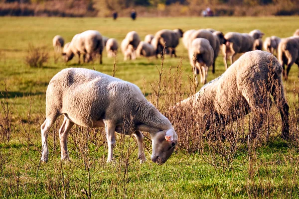 Herd Sheep Grazing Meadow Warta River Backwaters Poland — Stock Photo, Image