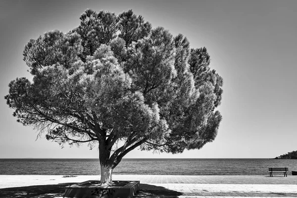 Drzewo Ławka Promenadzie Nad Brzegiem Morza Jońskiego Wyspie Kefalonia Grecji — Zdjęcie stockowe