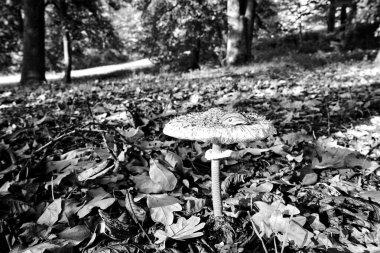 Polonya 'da sonbahar boyunca şemsiye mantarlı orman çöplüğü, tek renk.