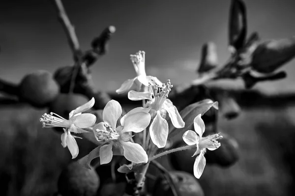 Fleurs Blanches Petits Fruits Sphériques Pommier Paradisiaque Automne Pologne Monochrome — Photo