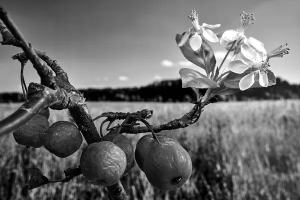 Flores Blancas Pequeños Frutos Esféricos Del Manzano Paradisíaco Durante Otoño — Foto de Stock