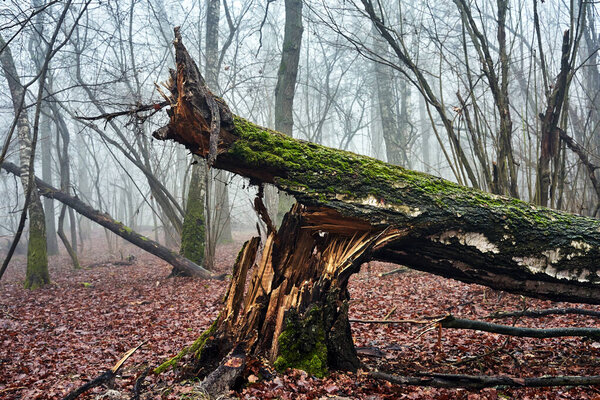 A broken tree trunk in a misty forest during autumn in Poland