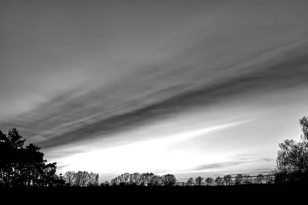 Дерево Вертається Небо Після Заходу Сонця Польщі Монохромний — стокове фото