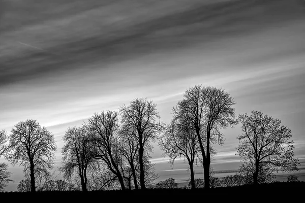 Árvores Coroas Contra Céu Após Pôr Sol Outono Polônia Monocromático — Fotografia de Stock