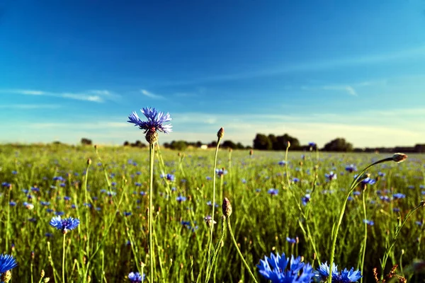 Blue Crambe Květ Louce Jaře Polsku — Stock fotografie