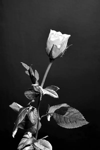 Krásná Kvetoucí Žlutá Růže Monochromatická — Stock fotografie